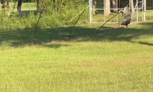 Zebra Flip Over Fence