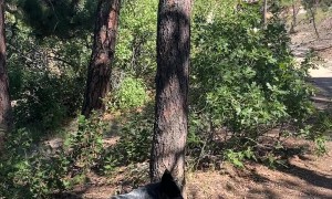 Heeler Climbs a Tree for a Branch