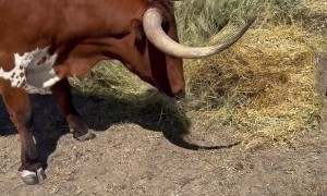 Samson the Longhorn Tossing Salad