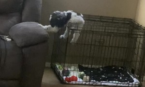 Dog Escapes Out of Crate