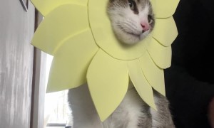 Cat Celebrates Spring Day