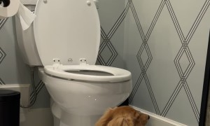 Wiener Dog Jumps in Toilet