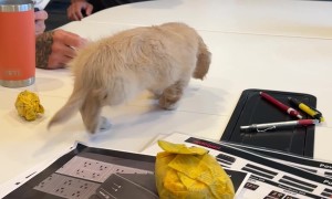 Sleepy Puppy at Work