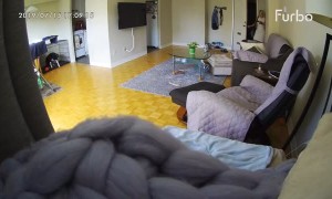 Border Collie Goes Back to Crate Before Owner Comes Home