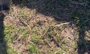 Pigs Drinking Hard Lemonade