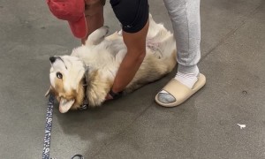 Emergency Corgi Transport System