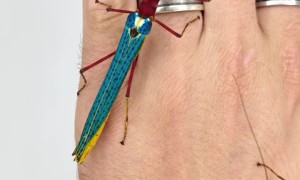 Colorful Stick Insects