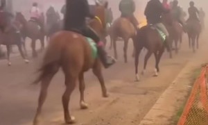 Bucking Horse in the Front of a Horse Raid