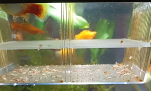 The Little Fish With Big Eyes