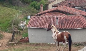 I Speak Fluent Horse