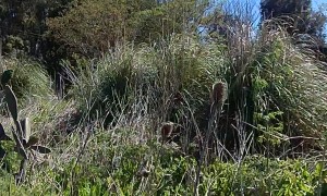 Rally Car Flips Towards Spectators