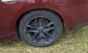 Screaming At Stray Car Owl