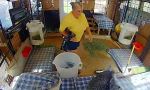 Pigmy Goat Gets Rowdy