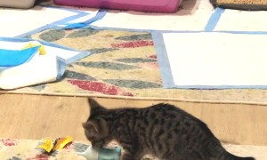 Kitten Steals Bottle Off Counter