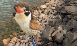 Cute Bird Lands on Fishing Rod