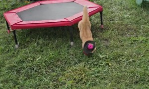 Kitten Makes an Impressive Jump Down