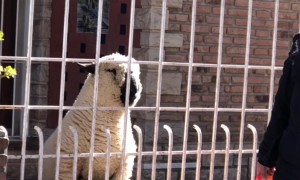 Stopping to Pet the Lamb