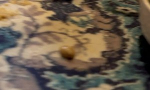 Bulldog Puppy Steps in His Mush