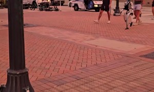 Live Robot in Sarasota Florida