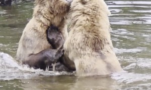 Two Brown Bears Splash And Play At Brooks Falls