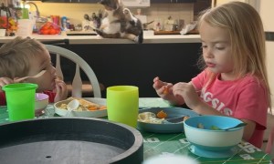 Fat Cat Scratches Butthole On Kitchen Counter