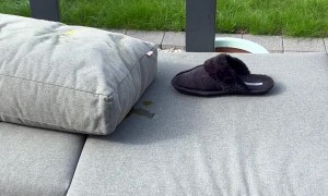 Weiner Dog Pees on Outdoor Furniture