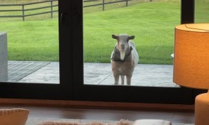 Sophi Hungry for Night Time Snack