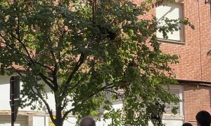 Animal Control Tries to Catch Vulture in Albacete