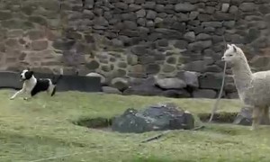 Dog Plays With Llamas In Peru
