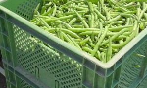Green Beans Harvesting