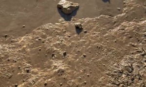 Saved a Squirrel in a Water Trough