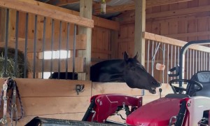 Horse Pulls Lever and Dumps Bucket