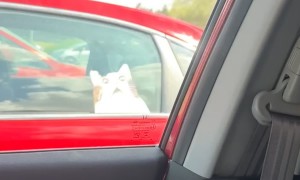 Dog Barks at Cat Sticker