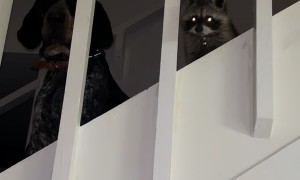 Bluetick Coonhound And Raccoon Friend Up To No Good