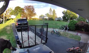 Kids Have Close Encounter With Bear in the Drive Way