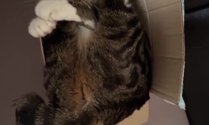 Cat Squeezed Into Tiny Cardboard Box