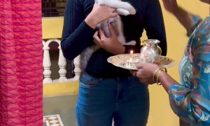 Kitten Receives a Divine Welcome