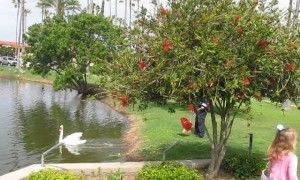 Taunted Swan Finally Snaps