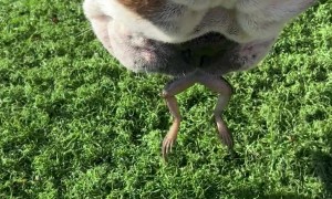 Bulldog doesn't Want to Give Up Frog