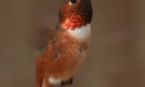 Allen's Hummingbird's Wings Buzz While Drinking From Flower
