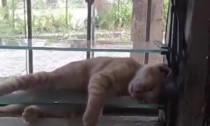 Kitten Naps on Glass Jalousie
