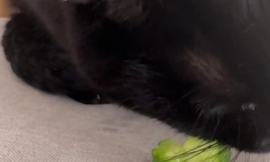 Cat Cronches Cucumber Salad