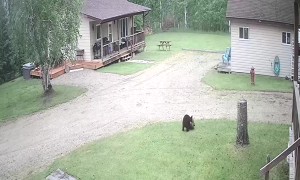 Bear Cubs Roughhousing in the Front Yard