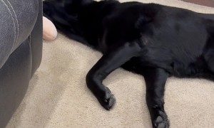 Lazy Black Lab Doesn't Stand To Play