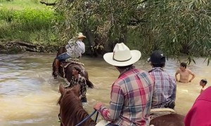 Horse Lunges Across River Water