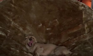 Massive Bean Bag Made for Tiny King