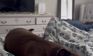 Chocolate Lab Has Happy Dreams