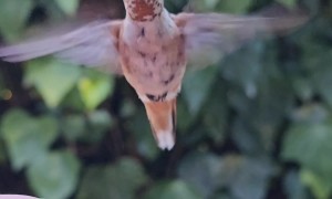 Hand Feeding An Allen's Hummingbird