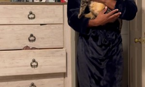 Kitten No Longer Fits In Dad's Pocket