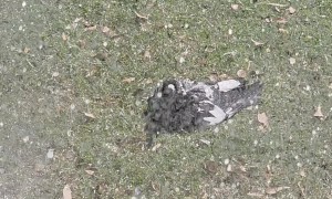 Australian Magpie Enjoying a Shower